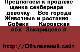 Предлагаем к продаже щенка сенбернара - девочку. - Все города Животные и растения » Собаки   . Кировская обл.,Захарищево п.